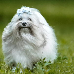 лина
